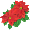 poinsettia