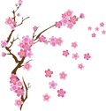 cherry blossoms