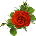 rose