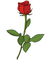 rose
