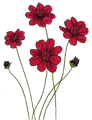 cosmos