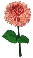 dahlia