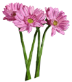 gerbera